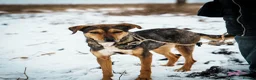 Mixed Breed dogs for adoption: 🌟 Special Home Needed for a Very Special Girl 🌟 in Pulborough - Advert 17