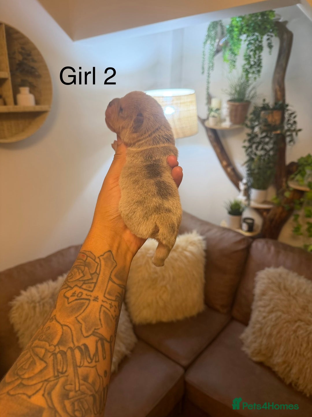 Chow Chow dogs for sale: French chows  - Advert 12