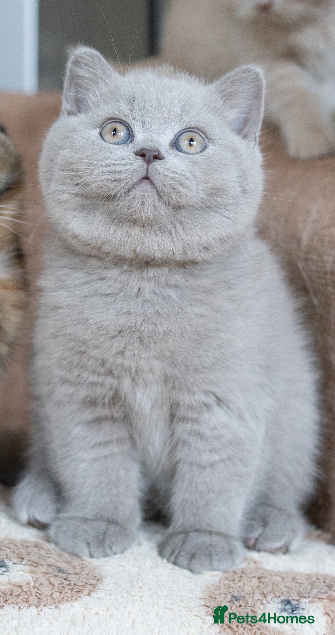 British Shorthair cats for sale: Two lovely boys left  - Advert 2