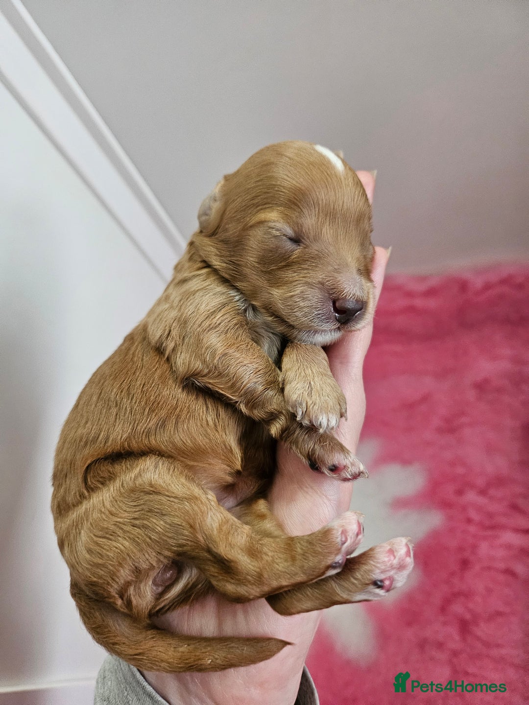 Cavapoo dogs for sale: Gorgeous F1b Toy Cavapoo Babies   - Advert 27