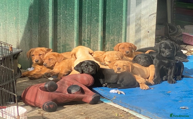 Labrador Retriever dogs - Advert 5
