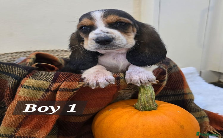 Basset Hound dogs - Advert 1