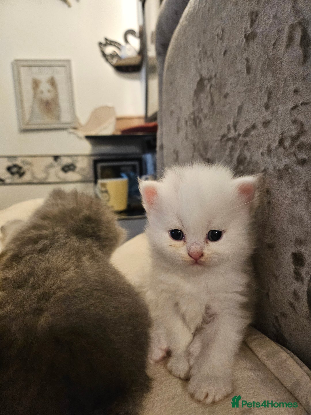 British Longhair cats for sale: BLH and BSH - Advert 15