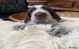 Italian Spinone dogs for sale: ITALIAN SPINONE WAITING LIST OPEN -DUE OCT - Image 23