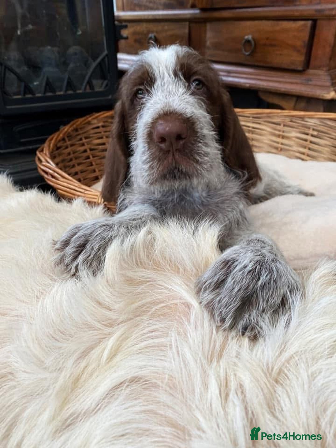 Italian Spinone dogs for sale: ITALIAN SPINONE WAITING LIST OPEN -DUE OCT - Image 23