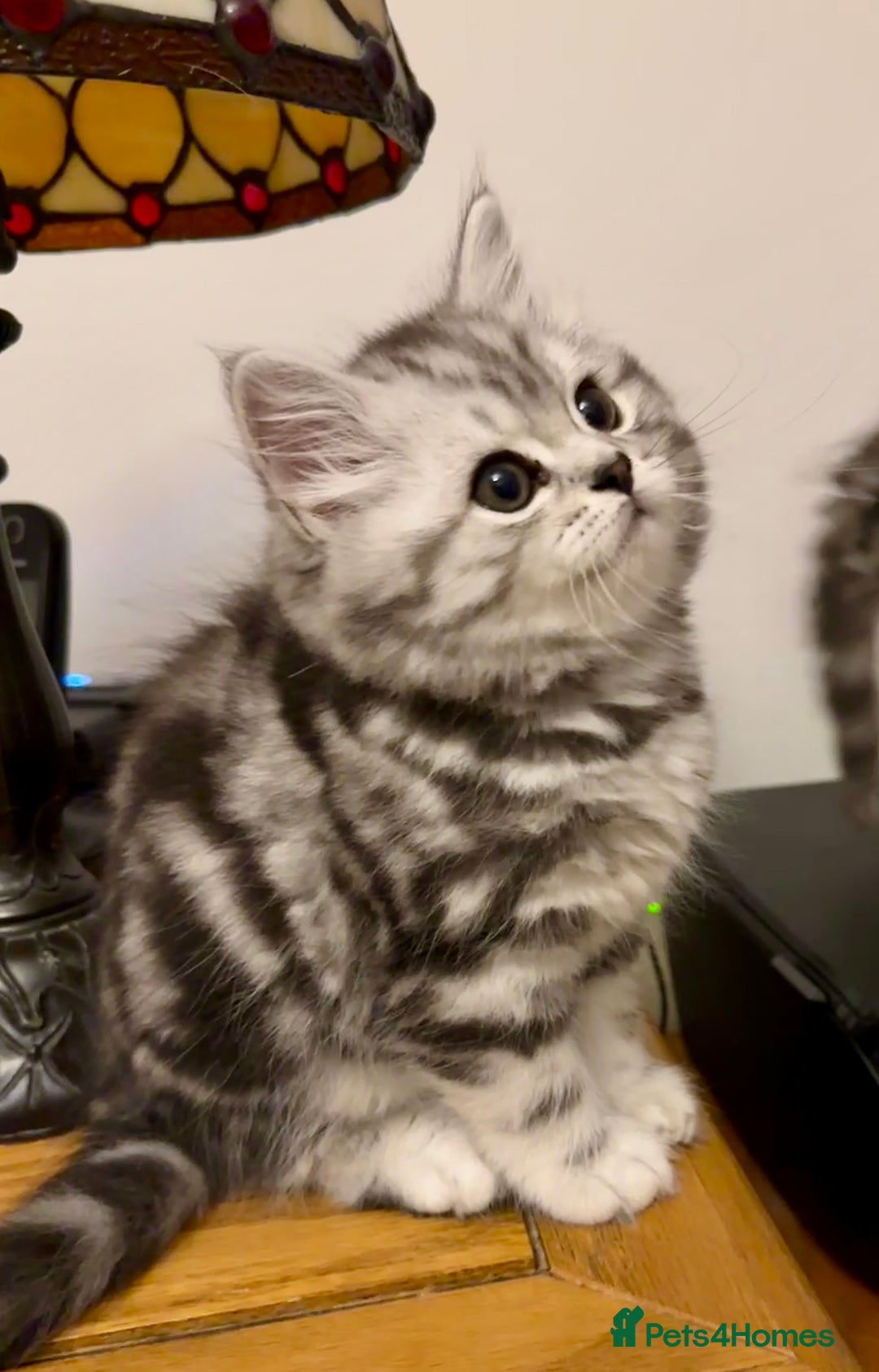 British Longhair cats for sale: Silver tabby British Longhair pedigree registered  - Image 14