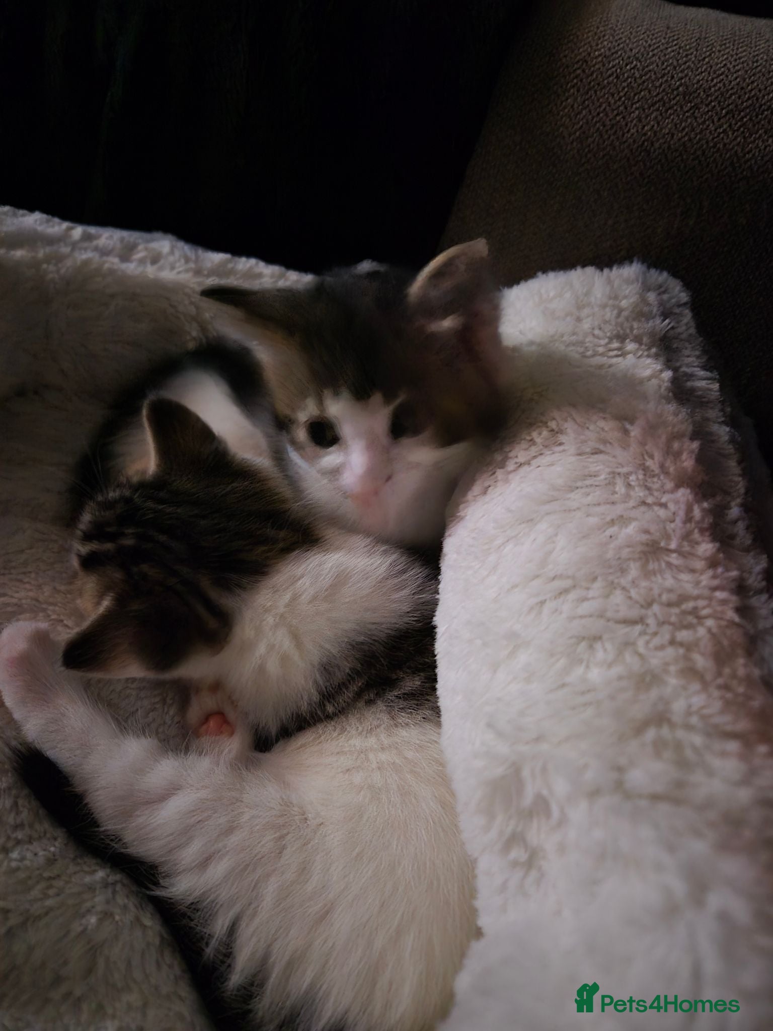 Mixed Breed cats 3 female Kittens for sale - Advert 1