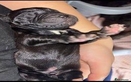 Cane Corso dogs for sale: Cane Corso first litter of puppies !! - Image 22