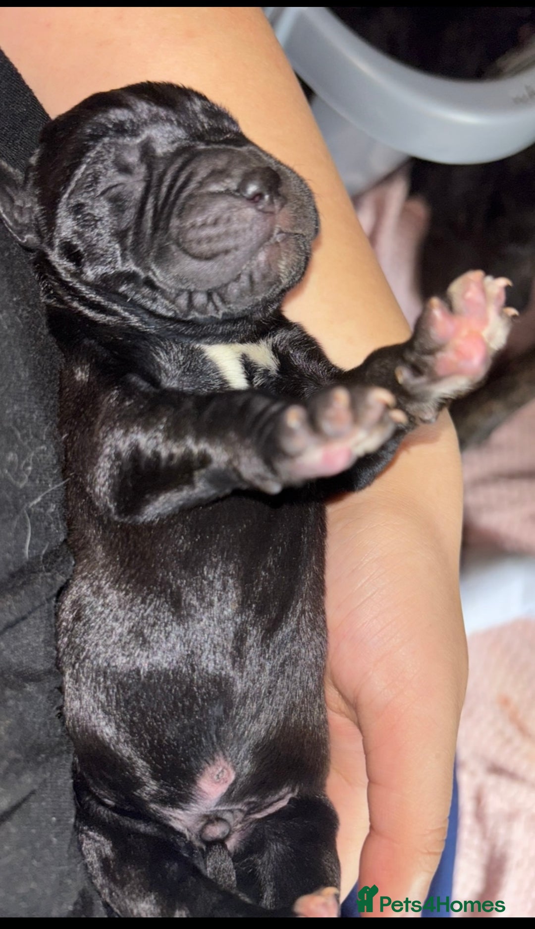 Cane Corso dogs for sale: Cane Corso first litter of puppies !! - Image 22