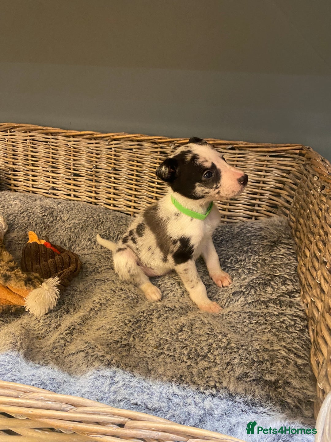 Mixed Breed dogs for sale: Beautiful merle whippet x collie puppies  - Advert 6