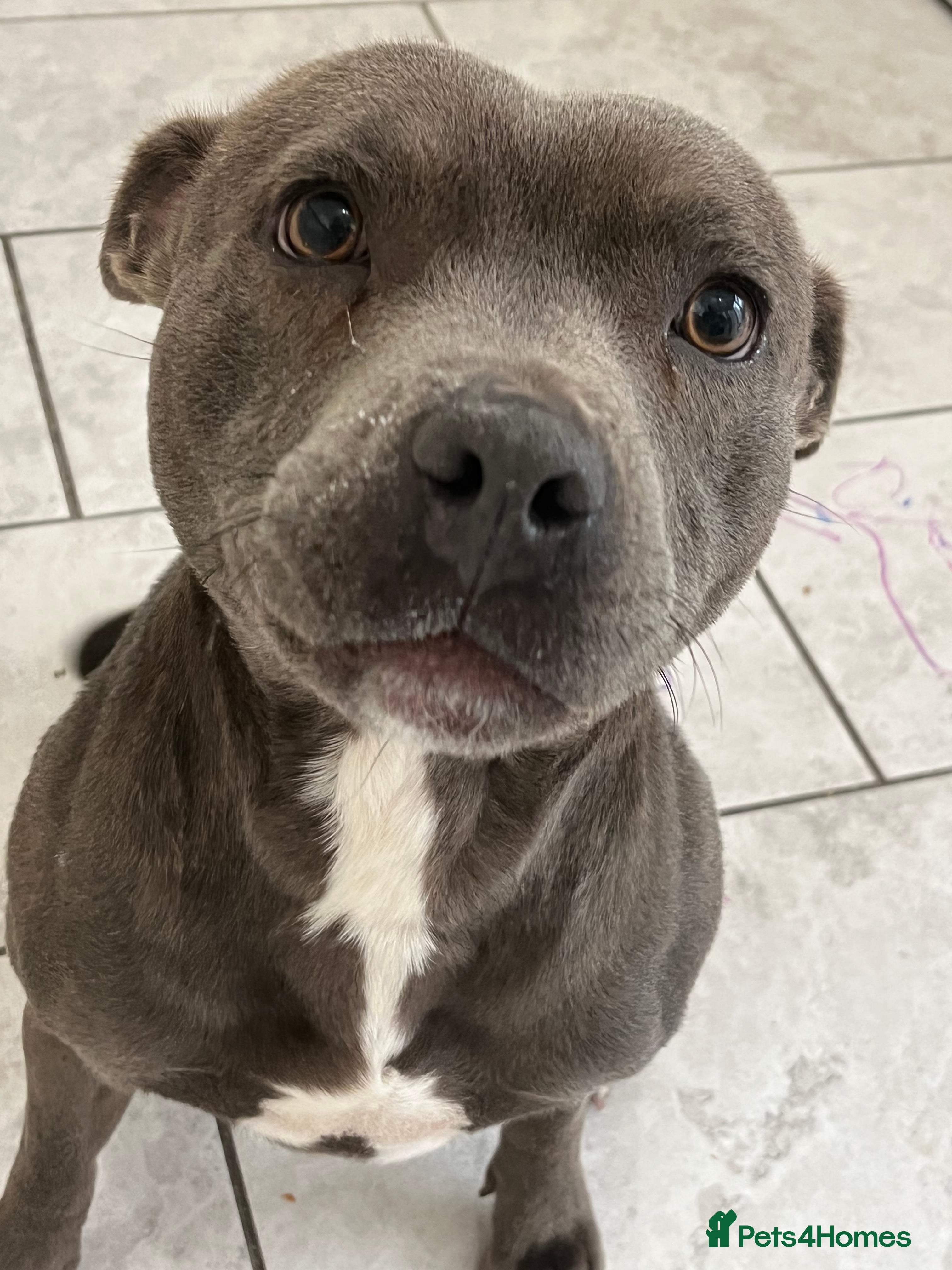 American Bully dogs Hela staffy DOB 3/4/2020 - Advert 3