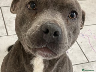 American Bully dogs Hela staffy DOB 3/4/2020 - Advert 3