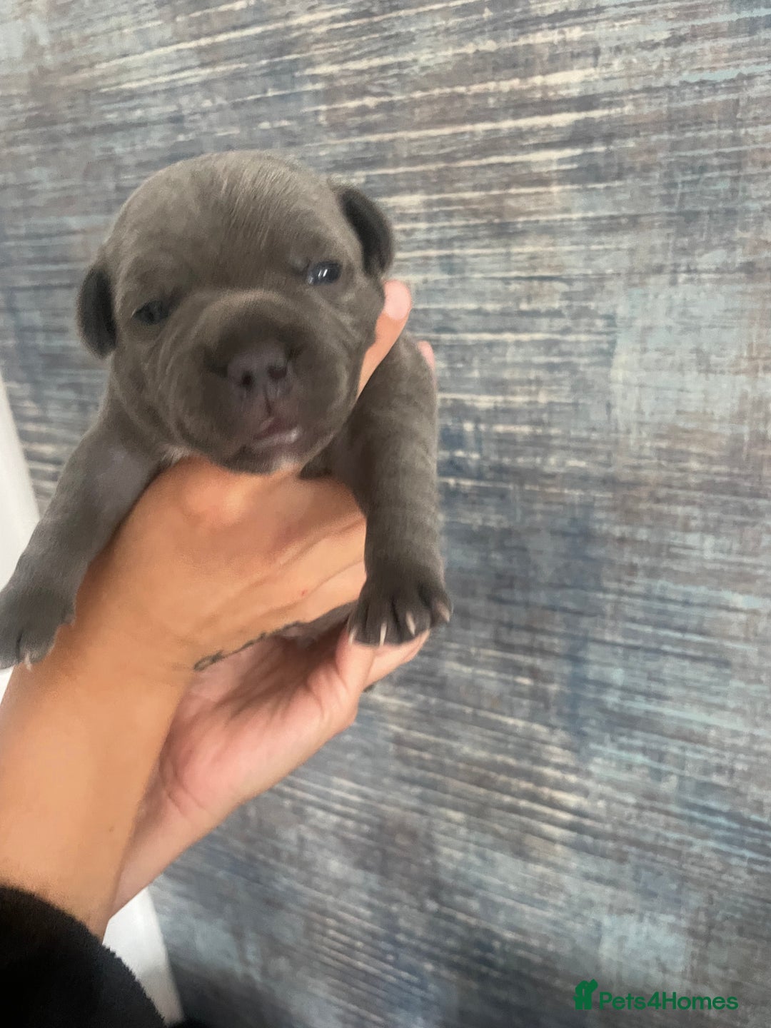 Staffordshire Bull Terrier dogs for sale: Blue Staffordshire bull terrier kc registered ❗️ - Image 23