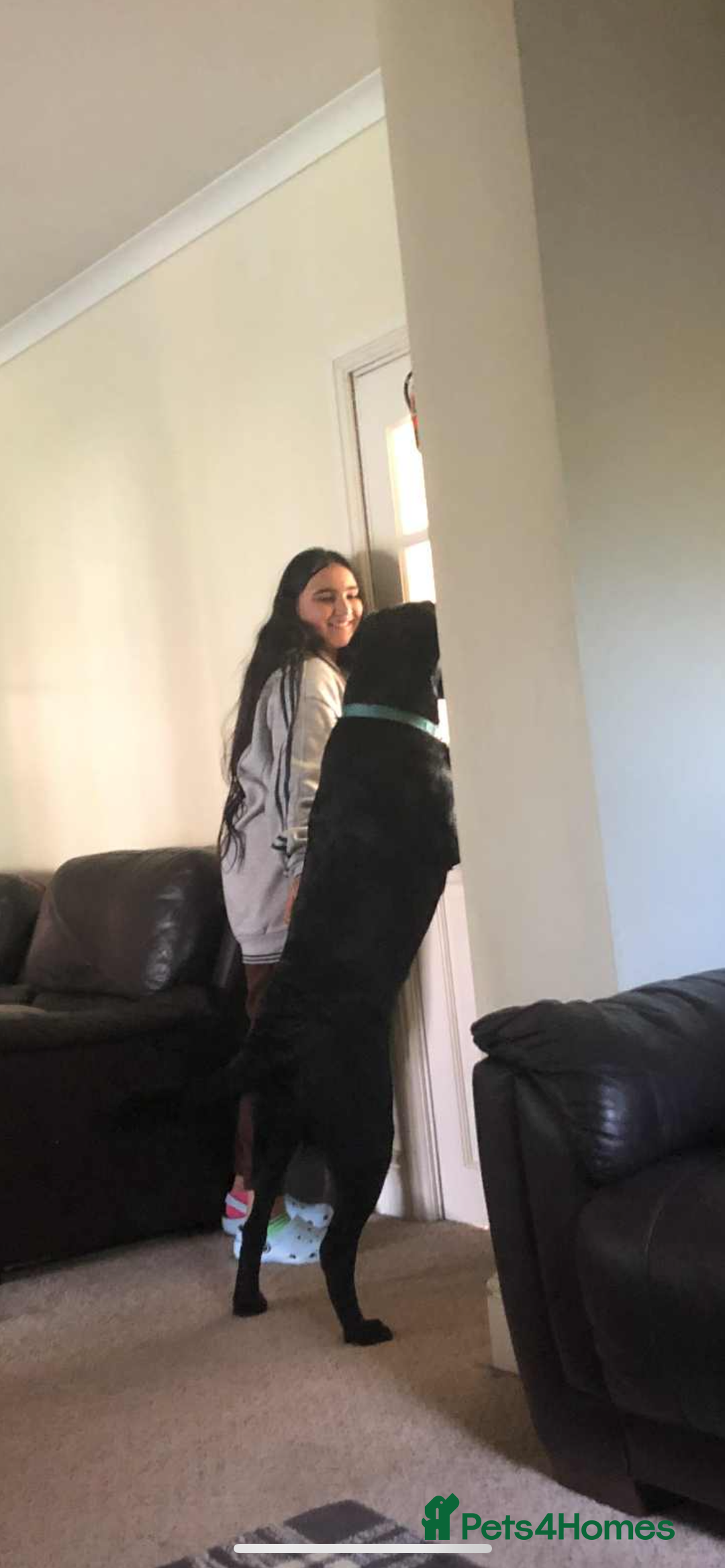 Labrador Retriever dogs for stud: Prince  - Image 2