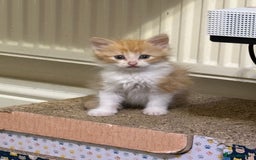 British Longhair cats for sale: Kittens for sale - Image 3