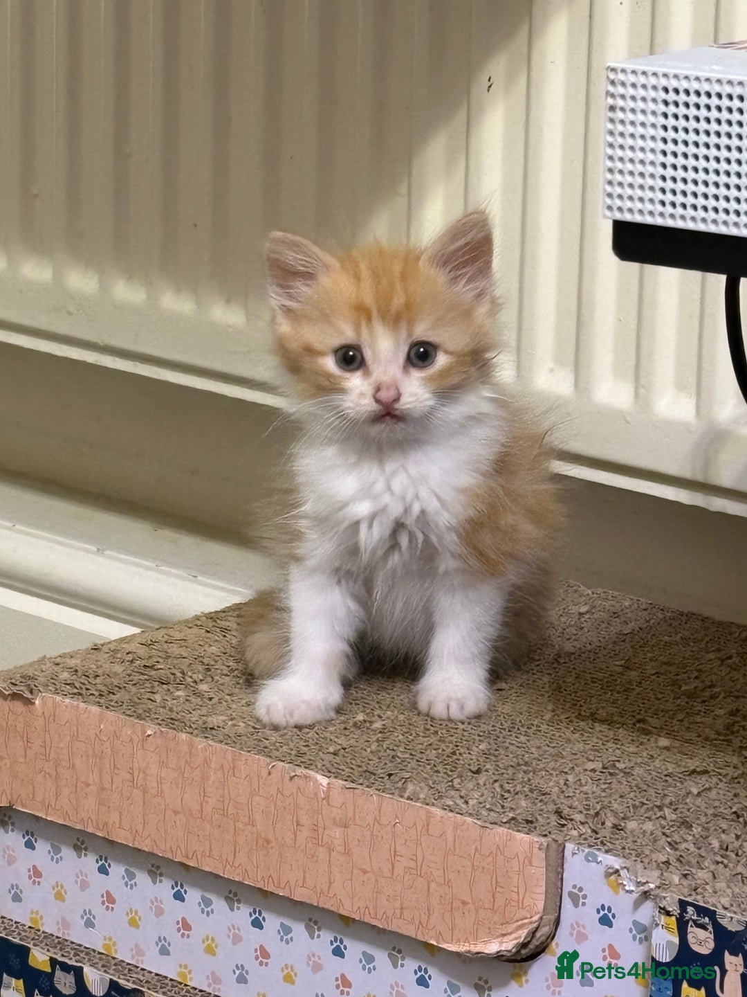 British Longhair cats for sale: Kittens for sale - Image 3