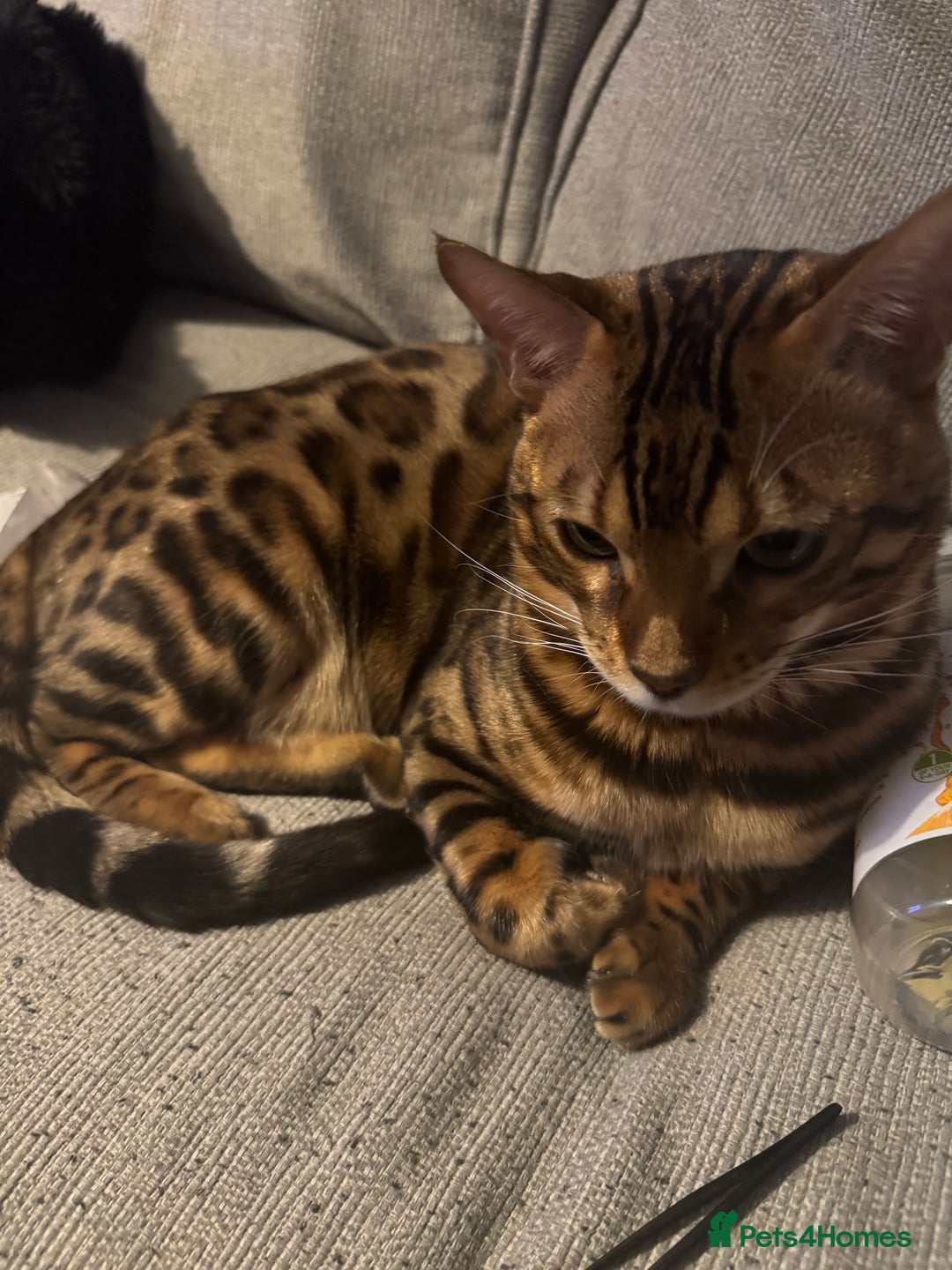 Bengal cats for sale: Beautiful bengal boy - Image 15