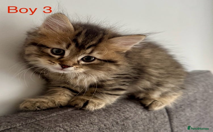 Persian cats - Advert 3