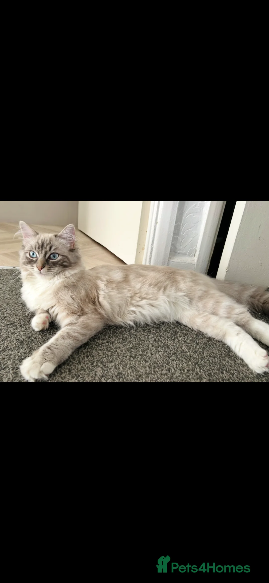 Ragdoll cats for sale: 7 beautiful ragdoll kittens  - Advert 1