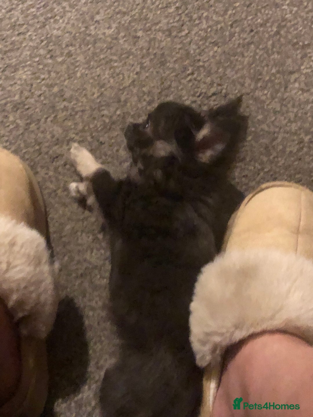 Chihuahua dogs for sale: Chihuahua teacup - Image 34
