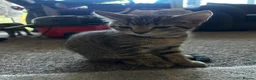 Mixed Breed cats for sale: 3x Tabby’s ready to go - Advert 2