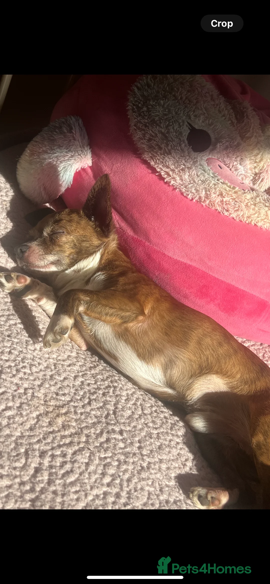 Chihuahua dogs for sale: Chihuahua  - Advert 2