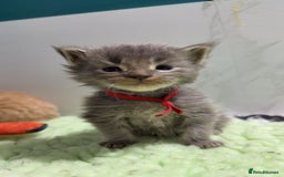 Maine Coon cats for sale: Pedigree Mainecoon kittens  - Image 3