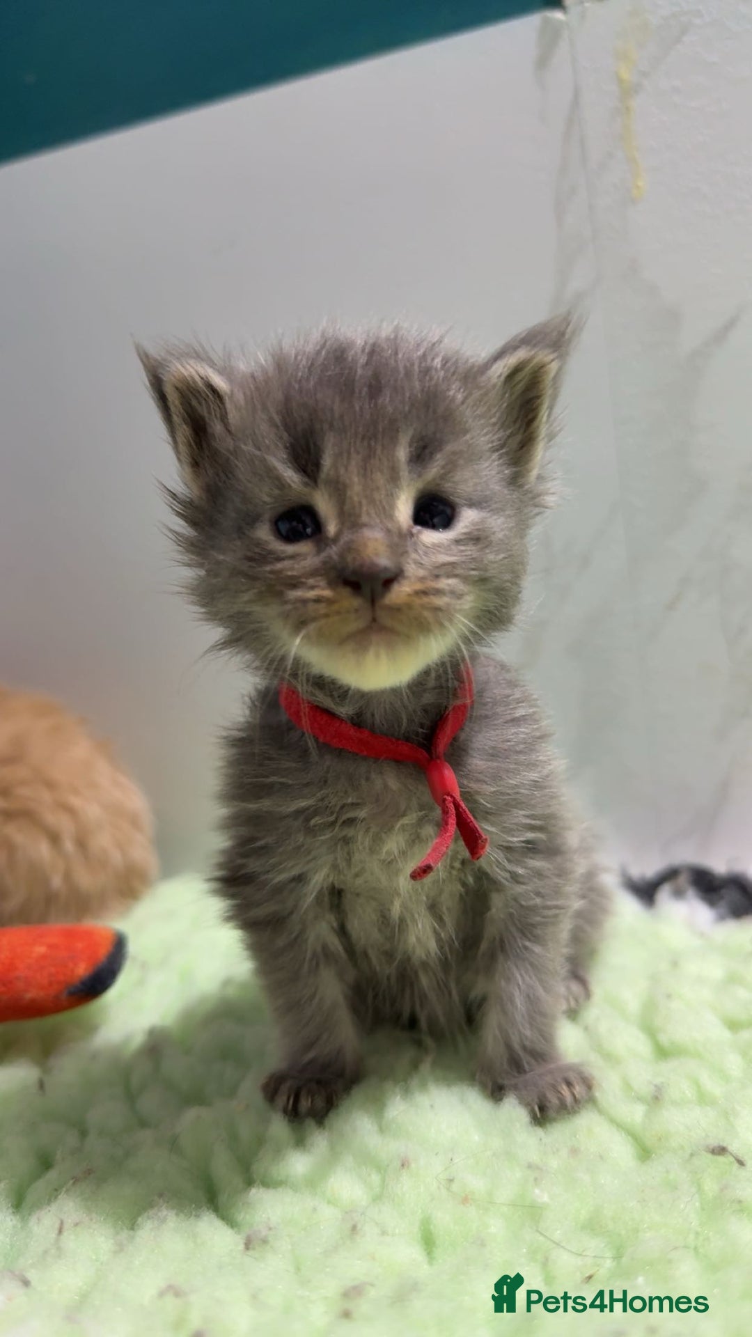 Maine Coon cats for sale: Pedigree Mainecoon kittens  - Image 3