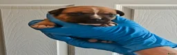 Staffordshire Bull Terrier dogs for sale: Red Staffordshire bull terrier pups - Advert 2