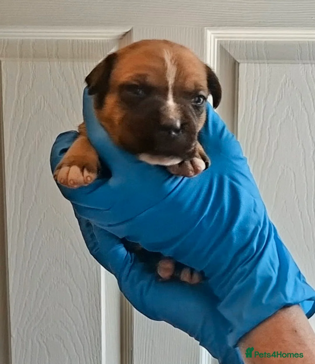 Staffordshire Bull Terrier dogs for sale: Red Staffordshire bull terrier pups - Advert 2