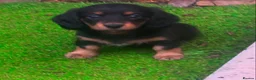 Miniature Dachshund dogs for sale: Beautiful rare miniature Daschunds. Pure 🧬  - Advert 10
