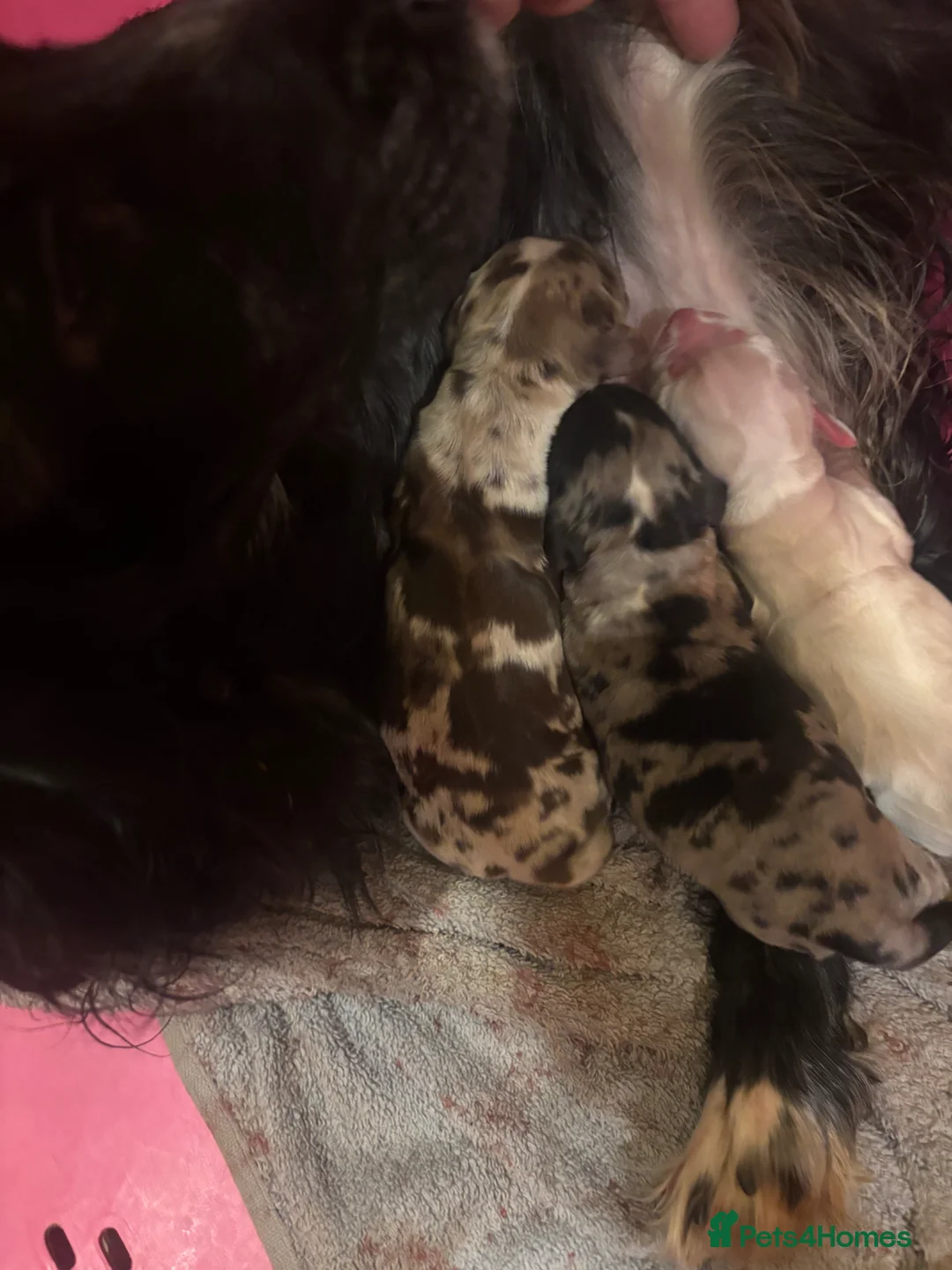 Cocker Spaniel dogs for sale: Cocker spaniels - Advert 1