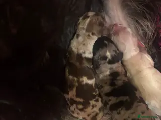 Cocker Spaniel dogs Cocker spaniels - Advert 1