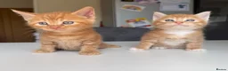 Maine Coon cats for sale: TORTOISESHELL MAINE COON X KITTENS - Advert 16