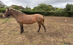 Appaloosa horses for sale: Beautiful Maggie  - Image 1