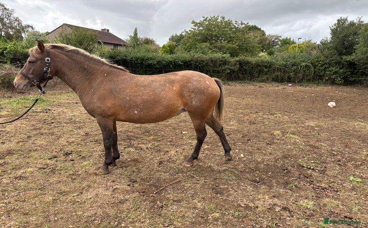 Appaloosa horses - Advert 1
