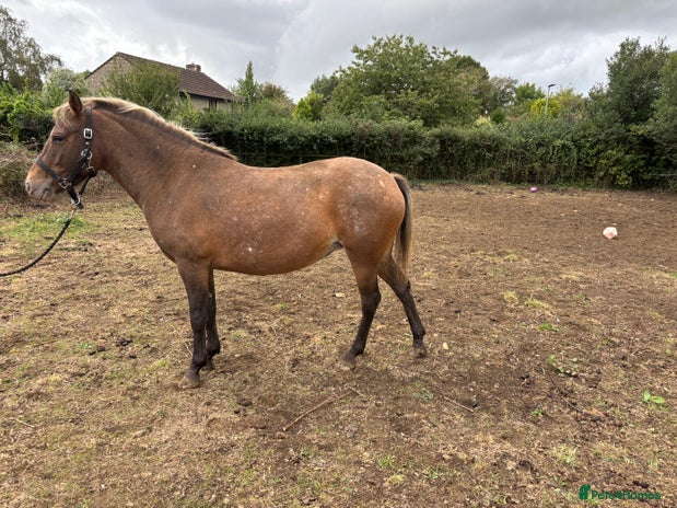 Appaloosa horses - Advert 1