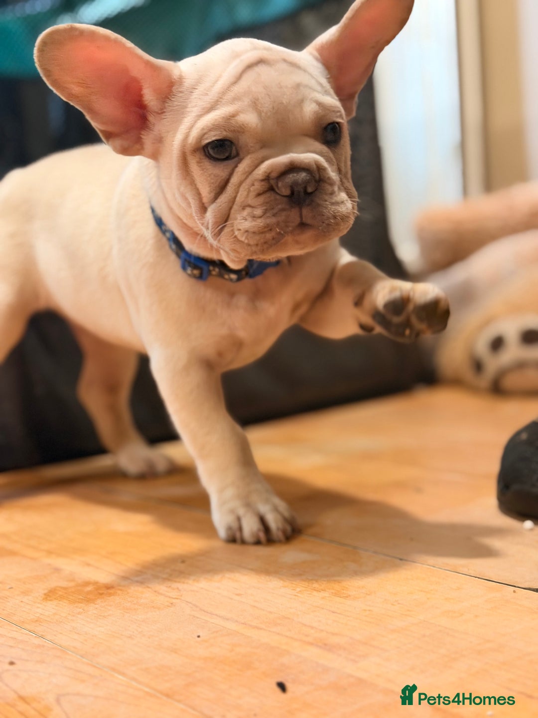 French Bulldog dogs for sale: Beautiful French Bulldog Puppies - Advert 9