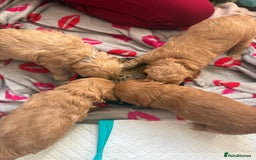 Cockapoo dogs for sale: Cockapoo puppy - Image 5