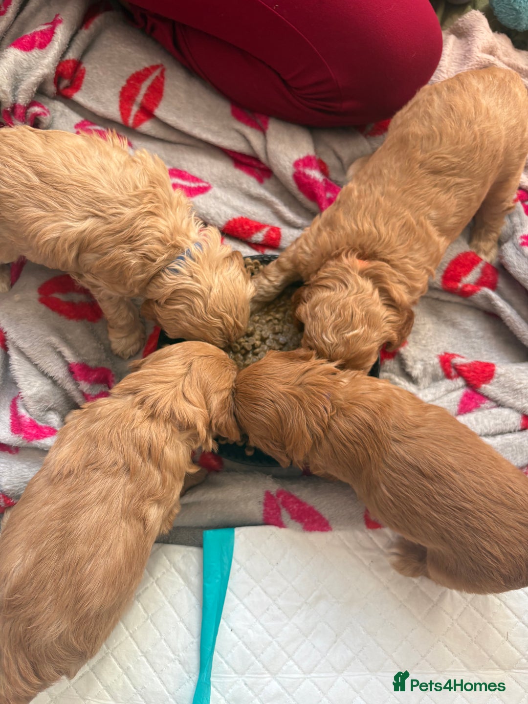 Cockapoo dogs for sale: Cockapoo puppy - Image 5