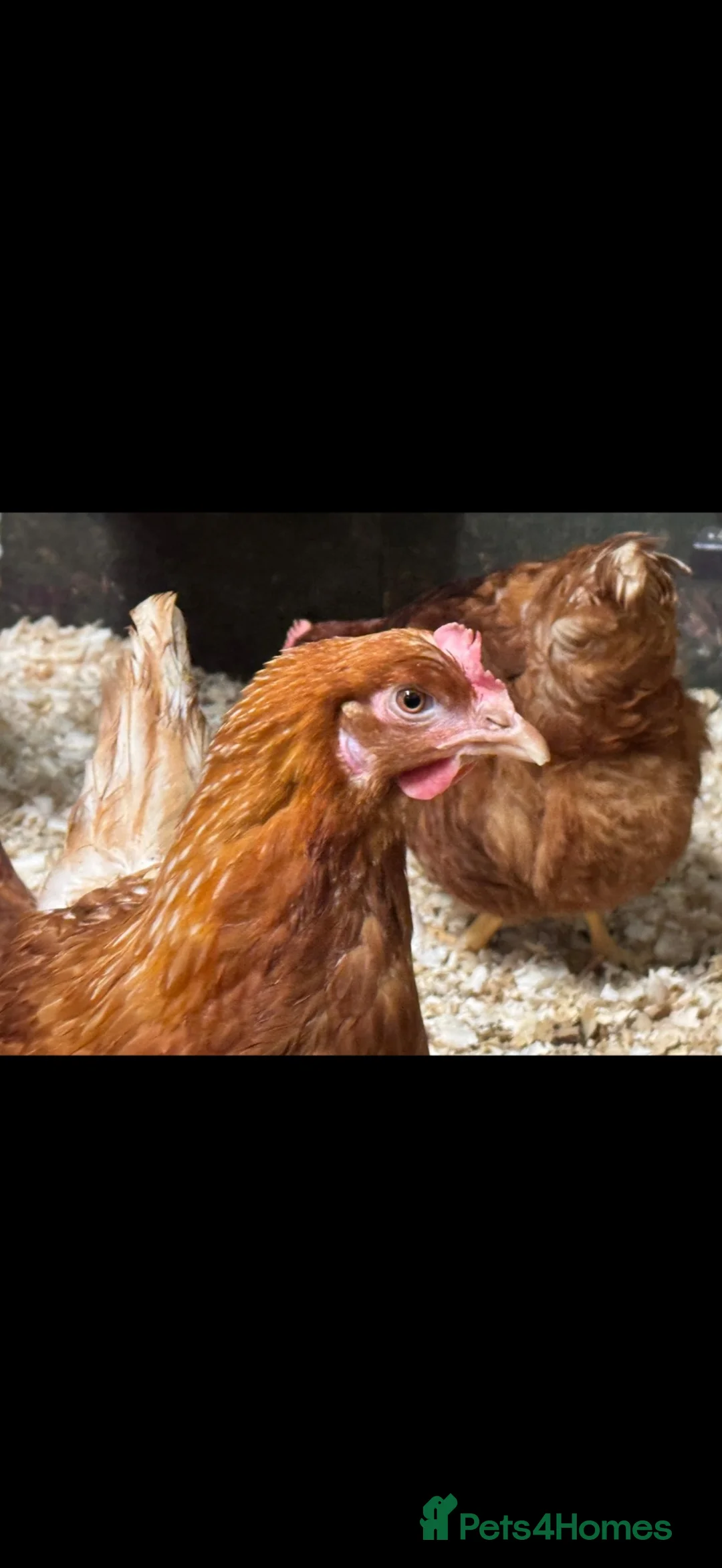 Chickens poultry for sale: Warrens in Coventry - Advert 2