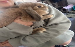 Mini Lop rabbits for sale: Baby mini lop  - Image 4