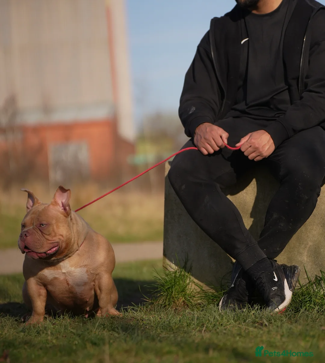 American Bully dogs for sale: American pocket Bully Female 2 Years Old - Advert 4