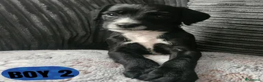 Boy 2