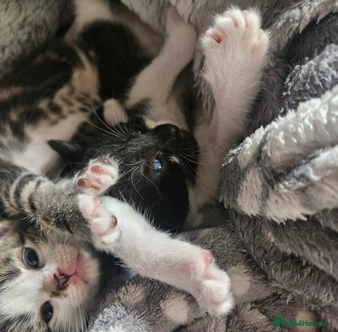 Mixed Breed cats for sale: 4 Beautiful Mix Breed Little Kittens For Sale - Advert 2