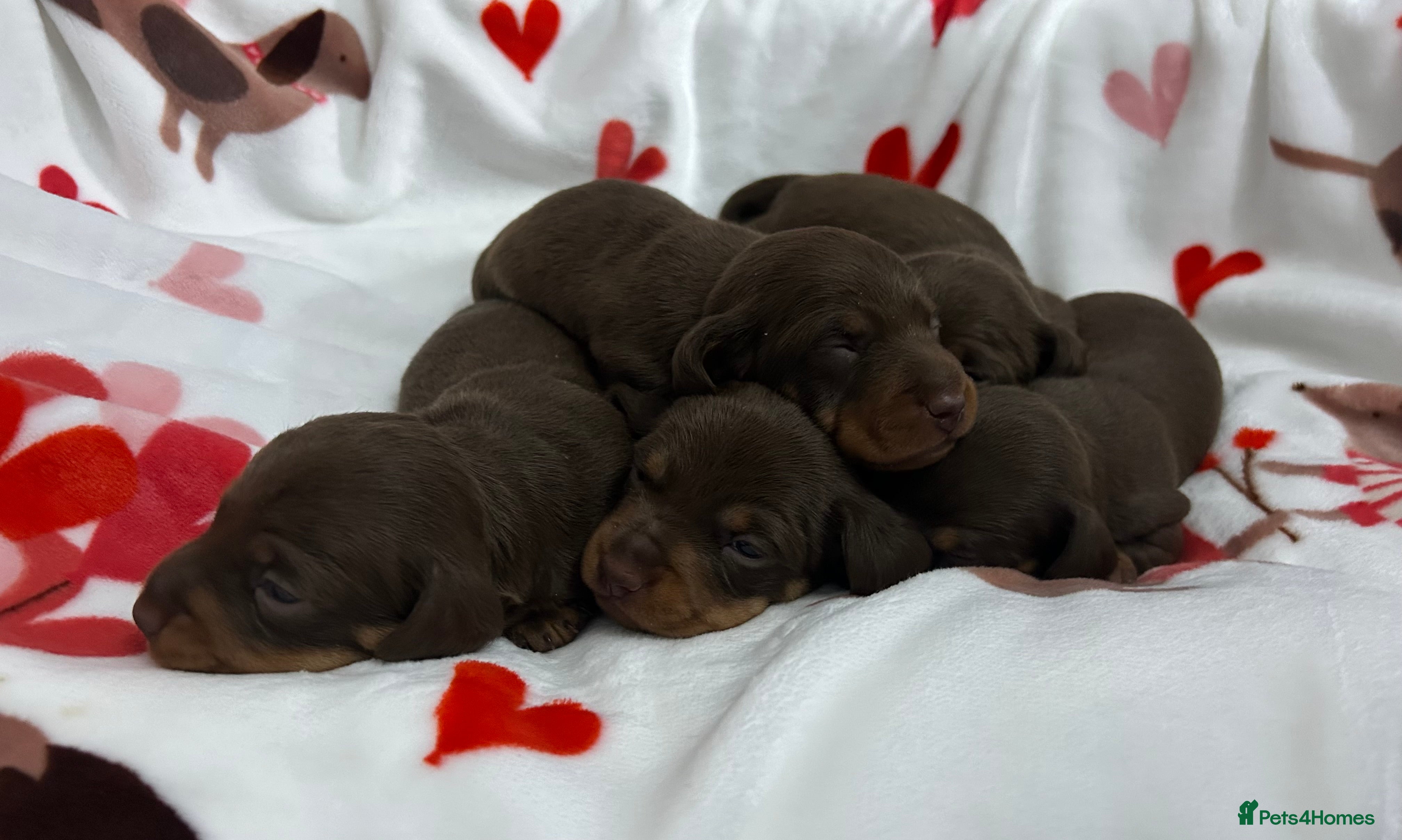 Miniature Dachshund dogs KC Reg Miniature Smooth Dachshund  - Advert 15