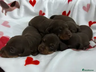 Miniature Dachshund dogs KC Reg Miniature Smooth Dachshund - Advert 15