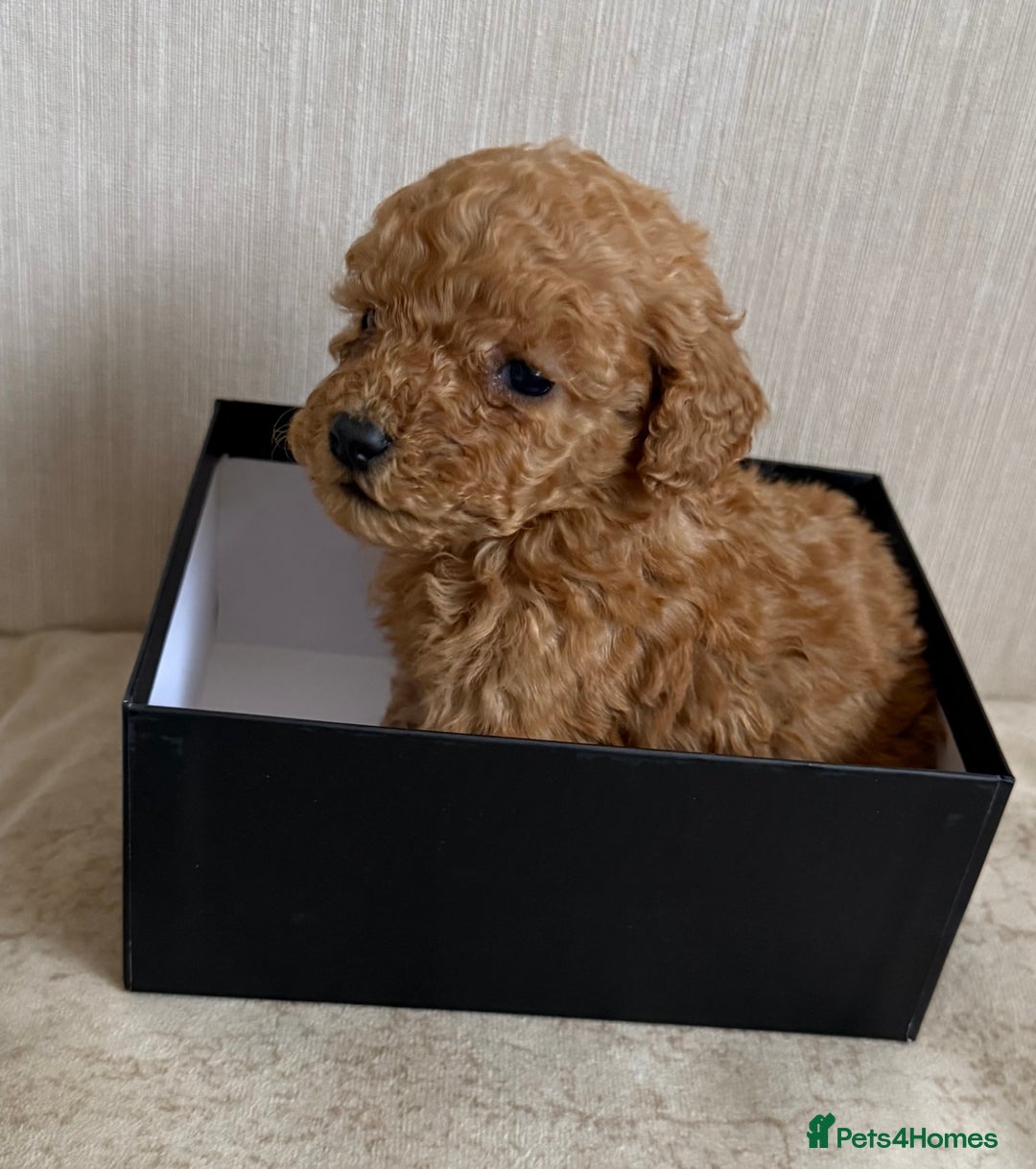 Maltipoo dogs for sale: Maitlpoo  - Advert 4