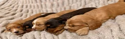 Cocker Spaniel dogs for sale: TOP CLASS KC COCKER SPANIELS  - Advert 3