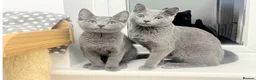 Russian Blue cats for sale: 🐾GCCF Russian Blue Male Cat   🐾 - Advert 3